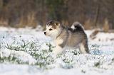 ALASKAN MALAMUTE 255